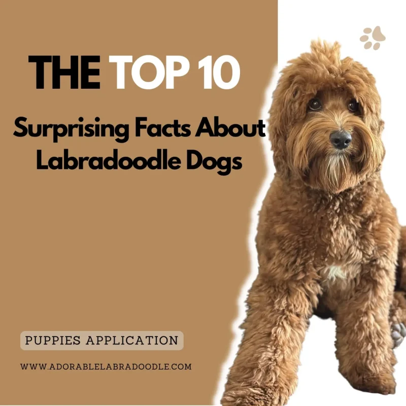 The Top 10 Surprising Facts About Labradoodle Dogs