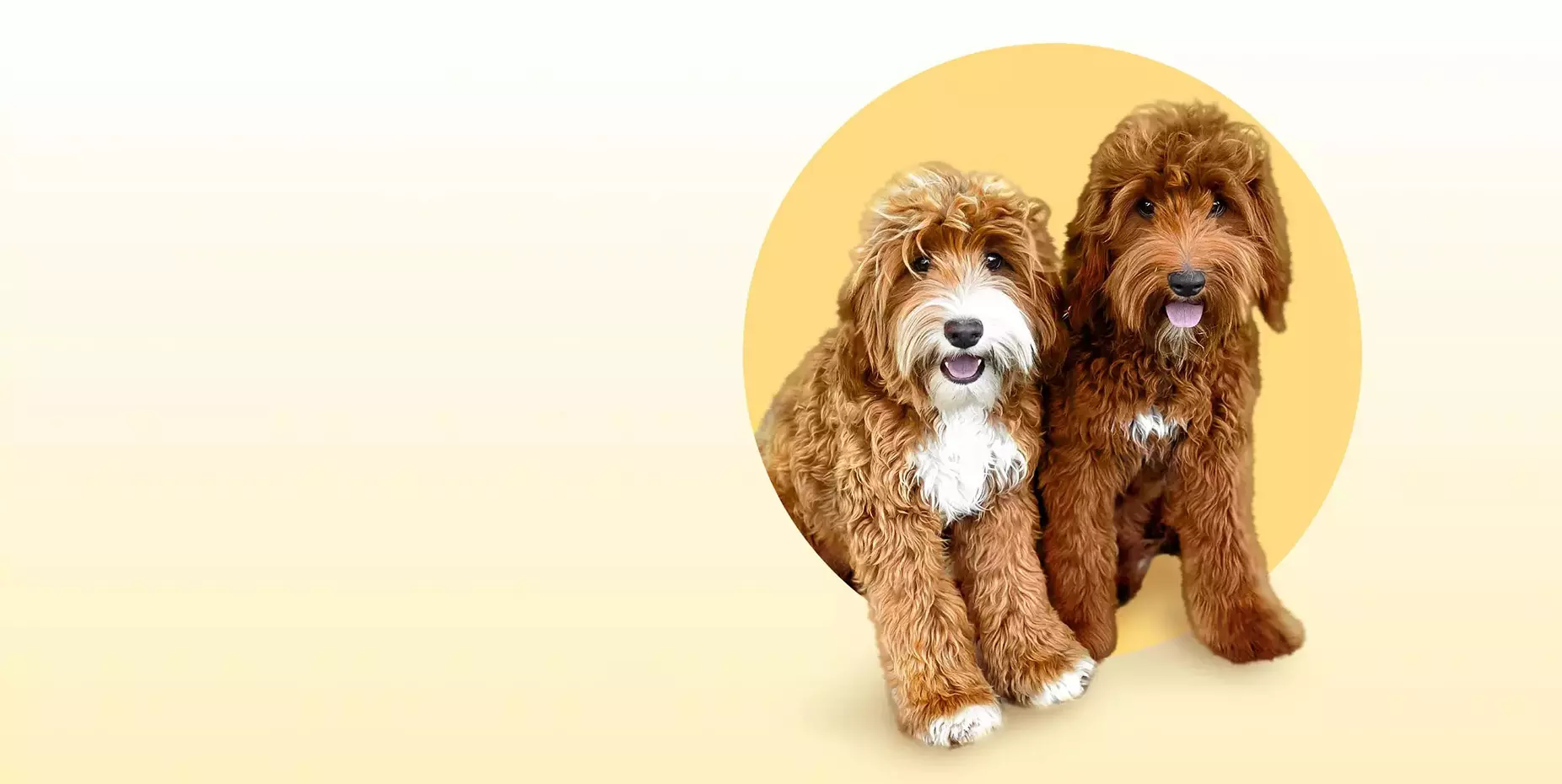 Australian Labradoodle puppies for sale in Sacramento California