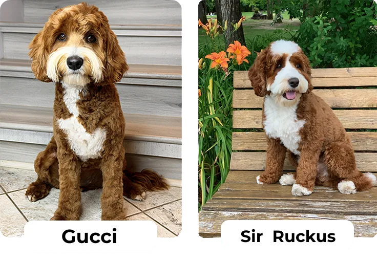 Gucci & Sir Ruckus 2026 — the parents