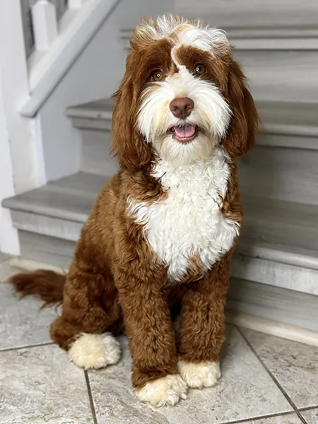 Retired mother dog Ruby