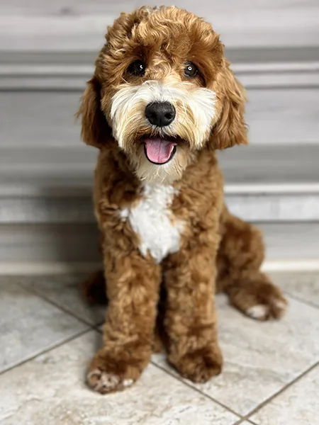 Adorable Labradoodle mother dog Lola