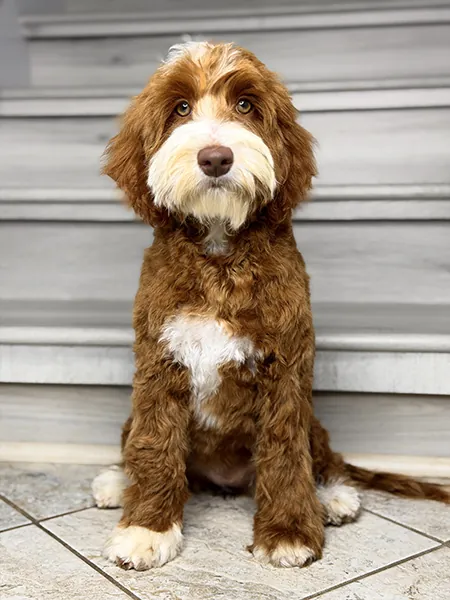 Adorable Labradoodle mother dog Rosie