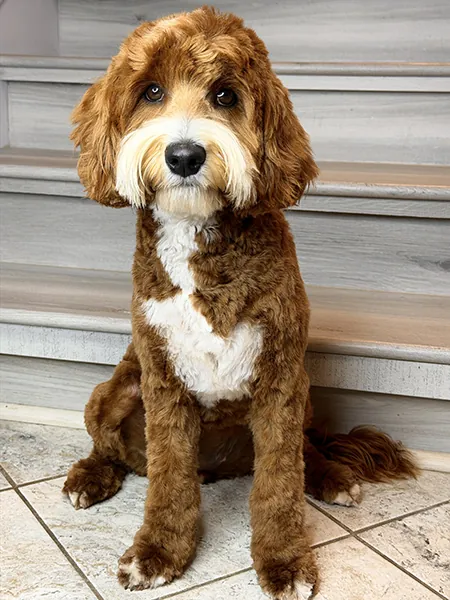 Adorable Labradoodle mother dog Gucci