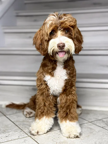 Adorable Labradoodle mother dog Daisy