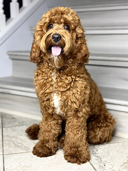 Adorable Labradoodle mother dog Bentley