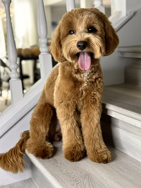 Adorable Labradoodle mother dog Luna