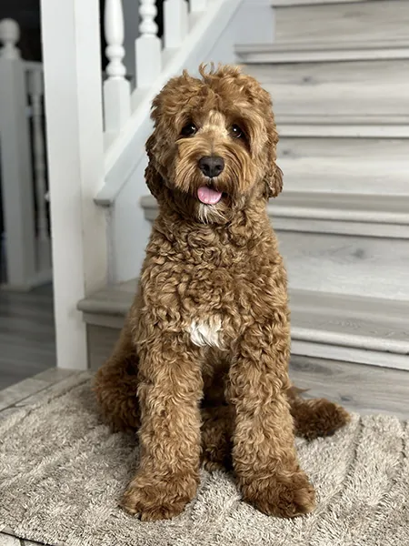 Retired mother dog Coco