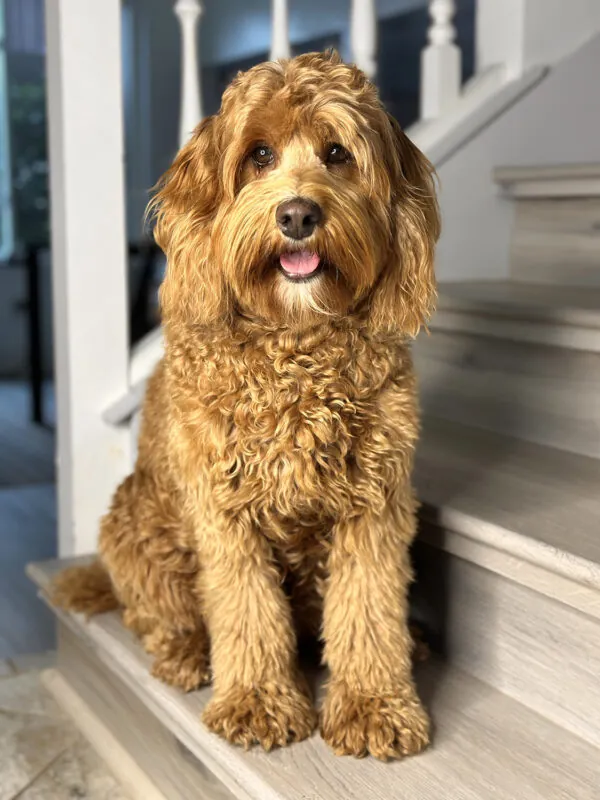 Retired mother dog Lexi