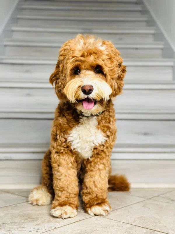 Retired mother dog Mia