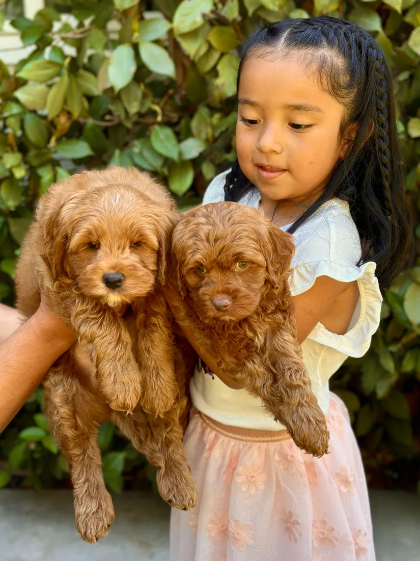 A family with their Adorable Labradoodle
