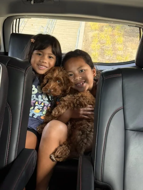 An Australian Labradoodle all grown up
