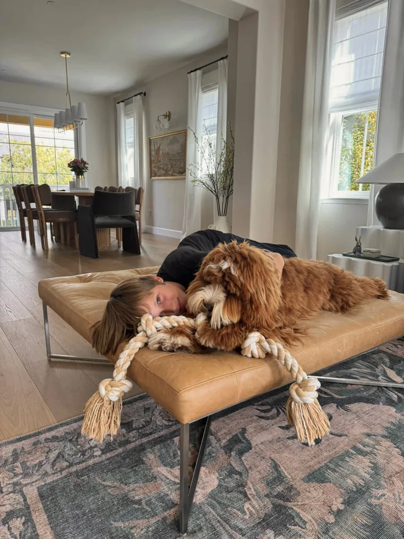An Australian Labradoodle all grown up