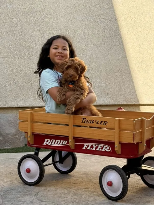 An Australian Labradoodle all grown up