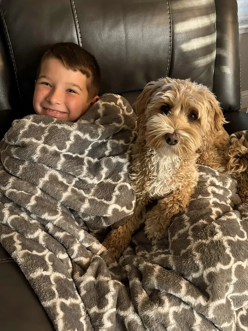 An Australian Labradoodle all grown up
