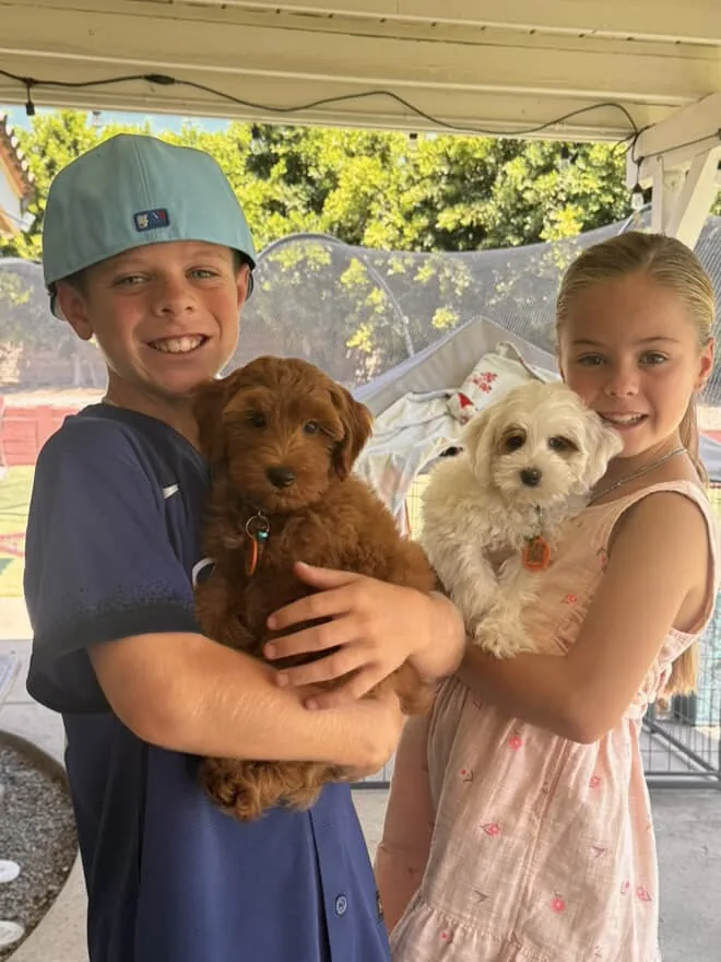 An Australian Labradoodle all grown up