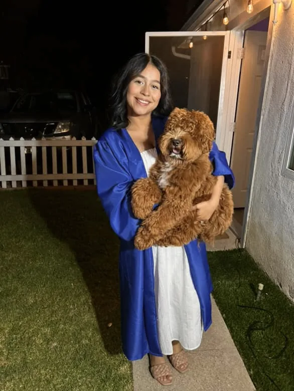 An Australian Labradoodle all grown up