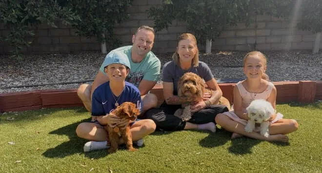 An Australian Labradoodle all grown up