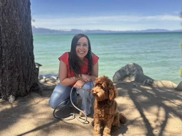 An Australian Labradoodle all grown up