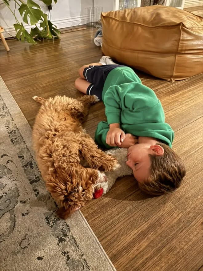 An Australian Labradoodle all grown up