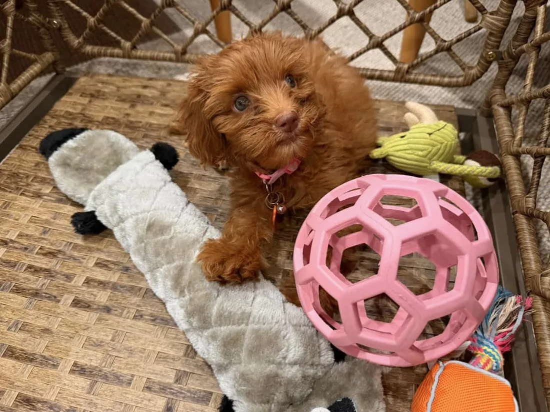An Australian Labradoodle all grown up