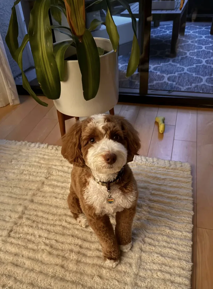 An Australian Labradoodle all grown up