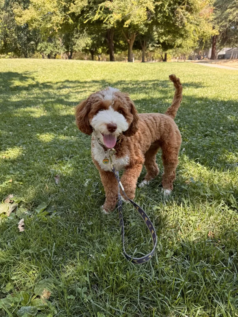 An Australian Labradoodle all grown up