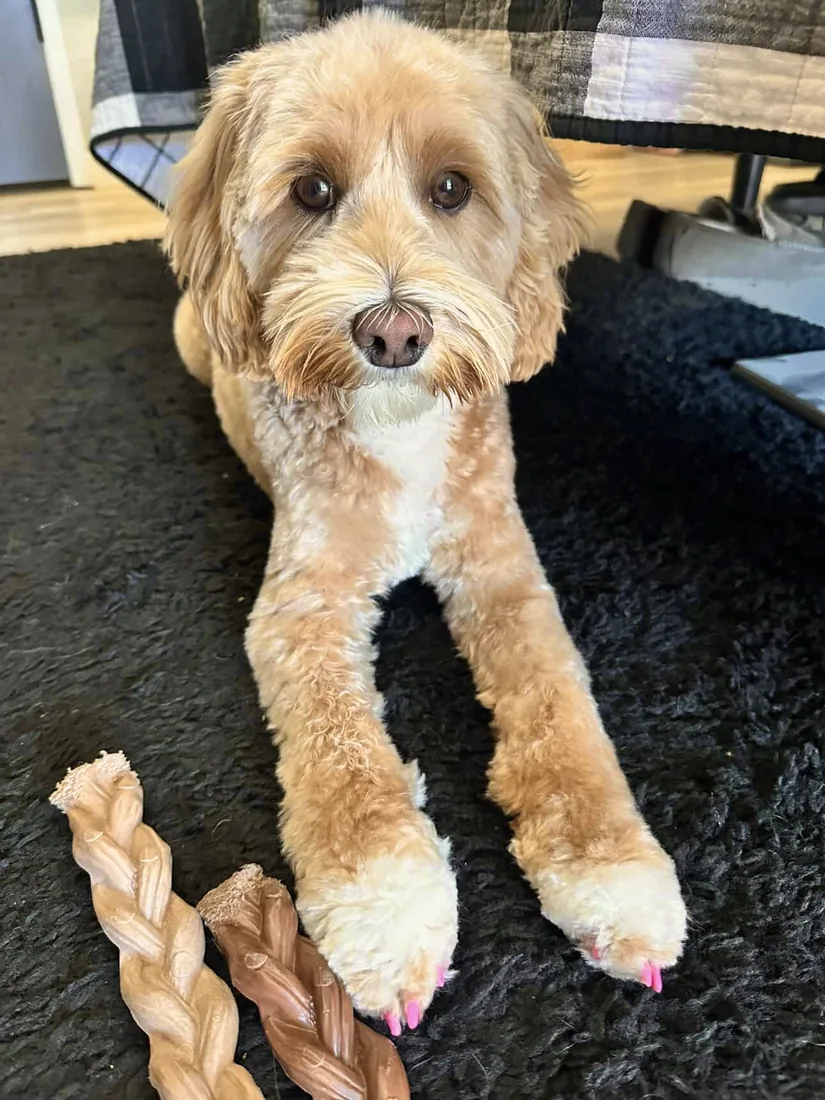 An Australian Labradoodle all grown up