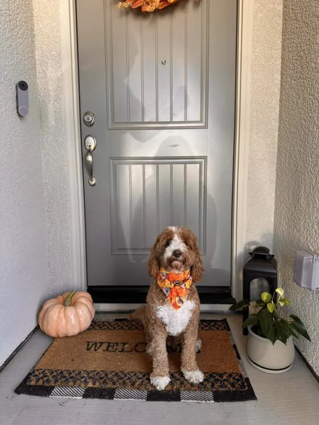 An Australian Labradoodle all grown up