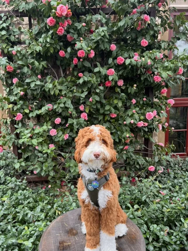 An Australian Labradoodle all grown up
