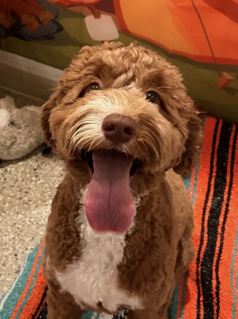 An Australian Labradoodle all grown up