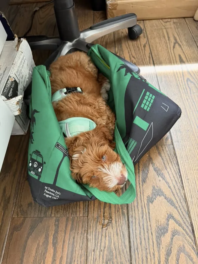 An Australian Labradoodle all grown up