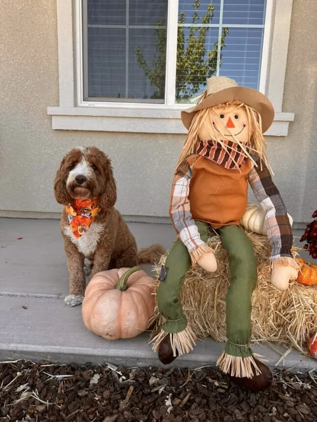 An Australian Labradoodle all grown up