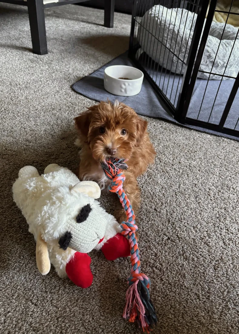 An Australian Labradoodle all grown up
