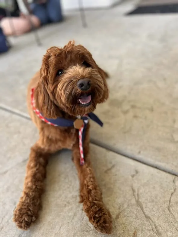 An Australian Labradoodle all grown up