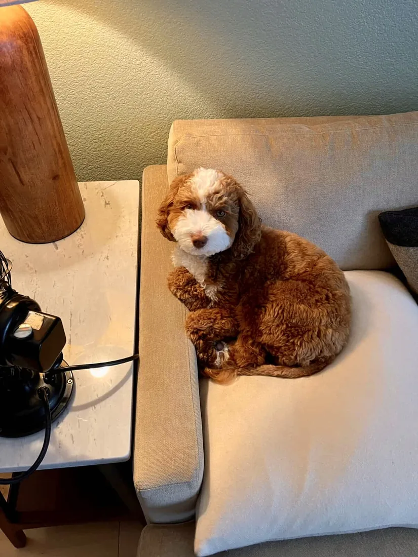 An Australian Labradoodle all grown up