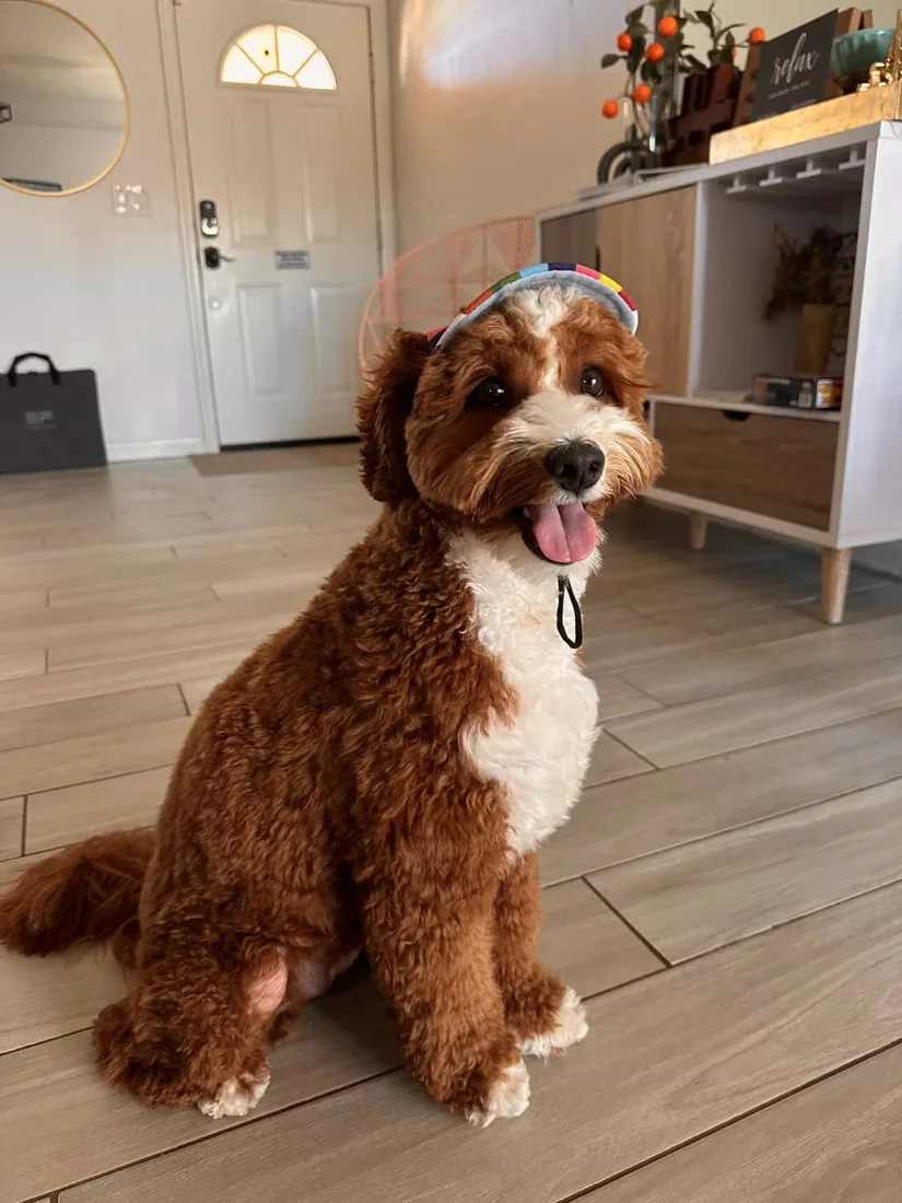 An Australian Labradoodle all grown up