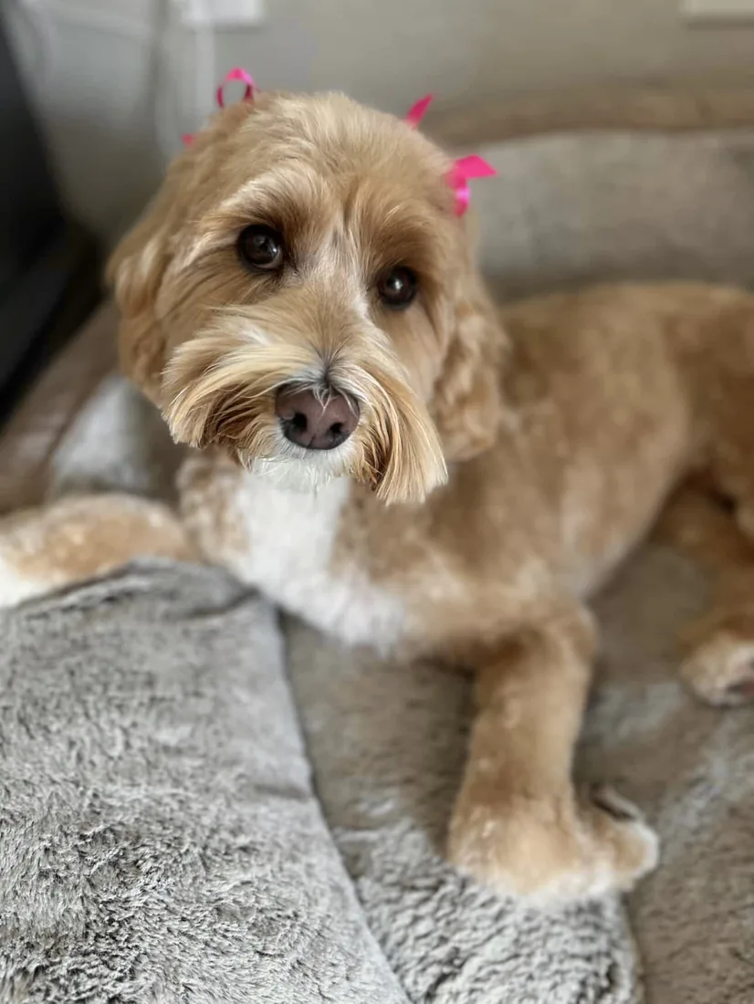 An Australian Labradoodle all grown up