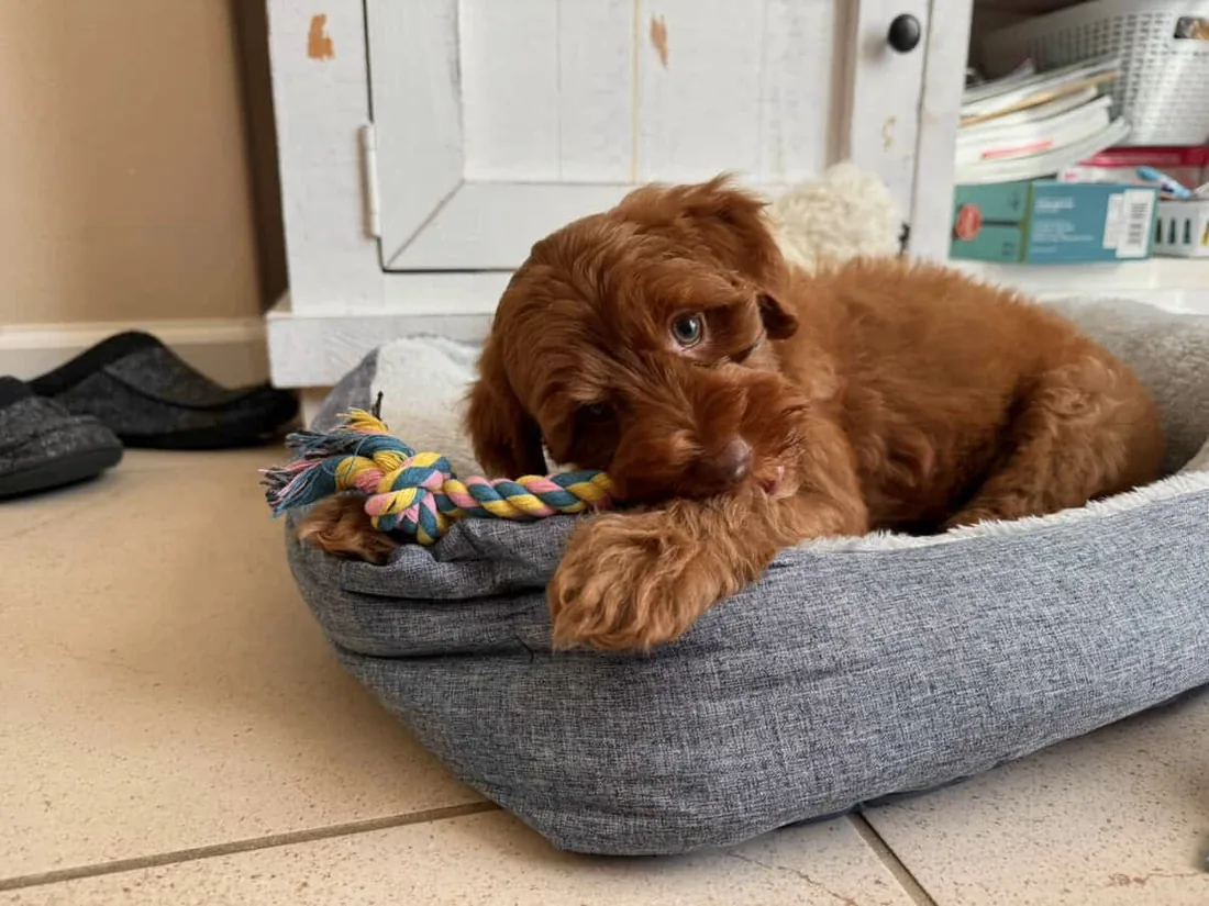 An Australian Labradoodle all grown up