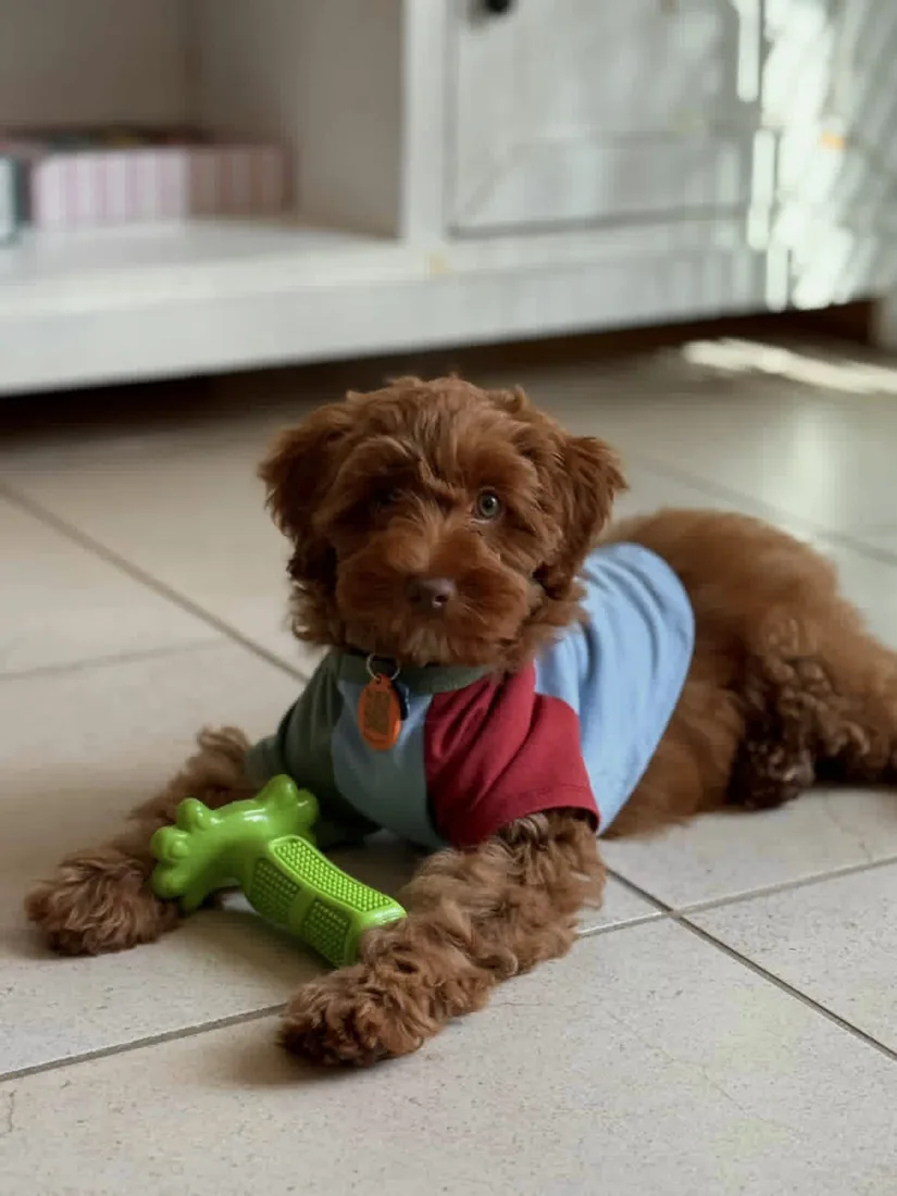 An Australian Labradoodle all grown up