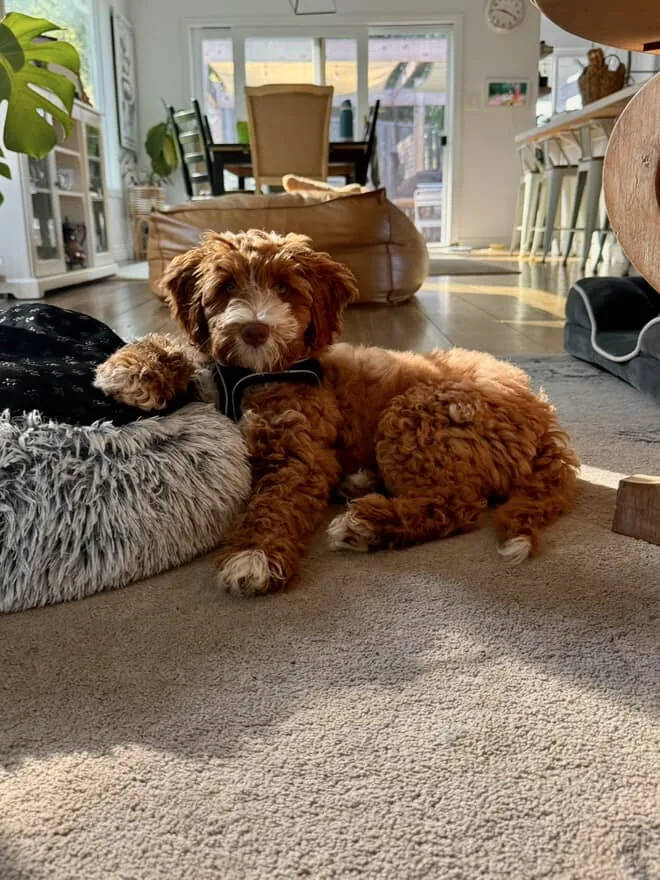 An Australian Labradoodle all grown up