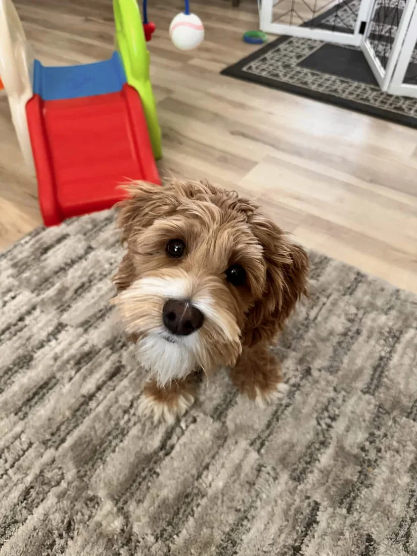 An Australian Labradoodle all grown up