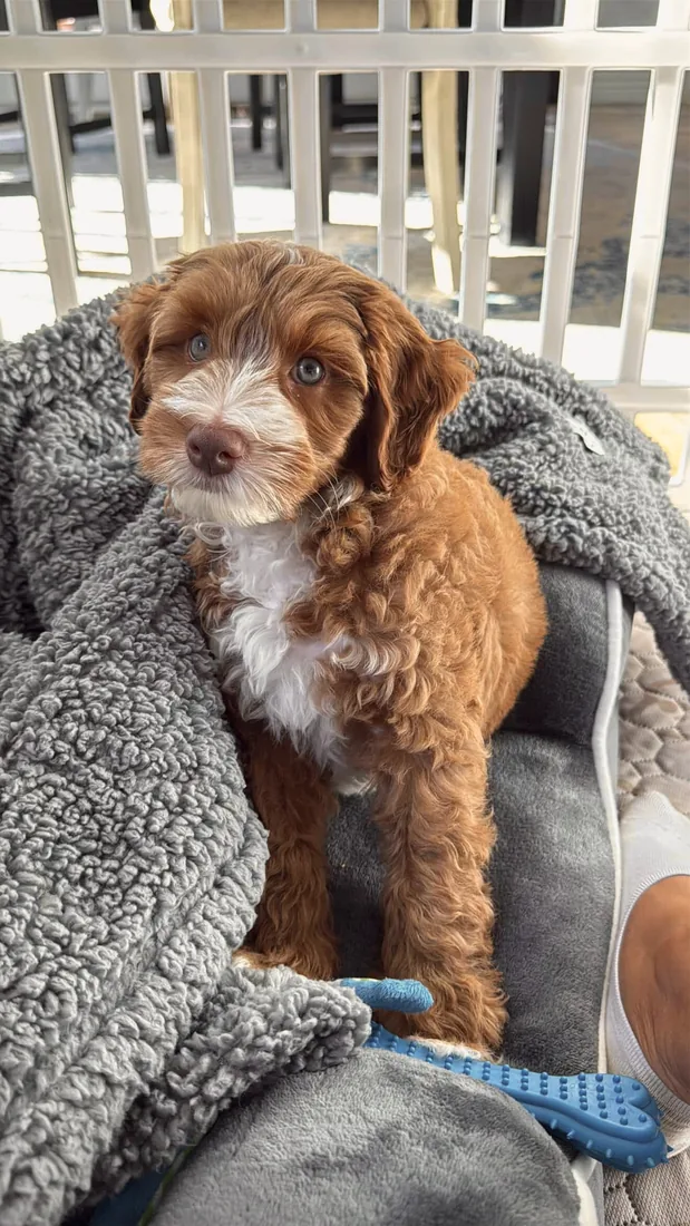 An Australian Labradoodle all grown up