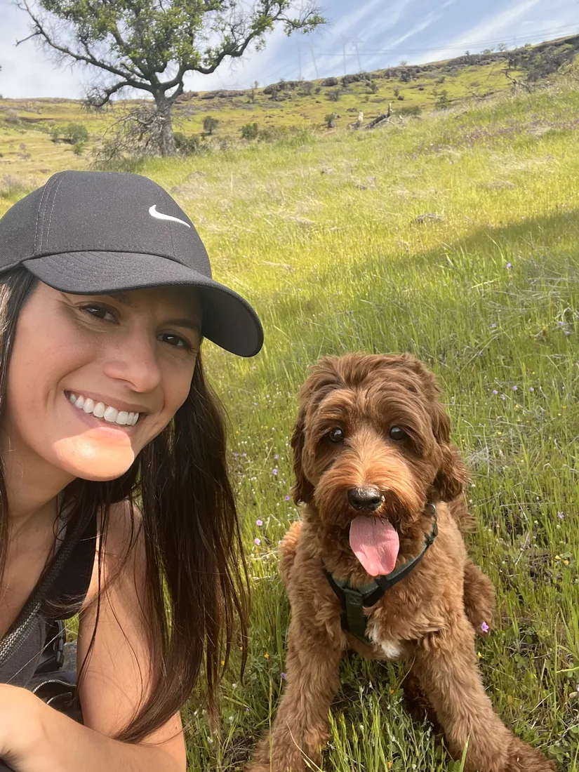 An Australian Labradoodle all grown up