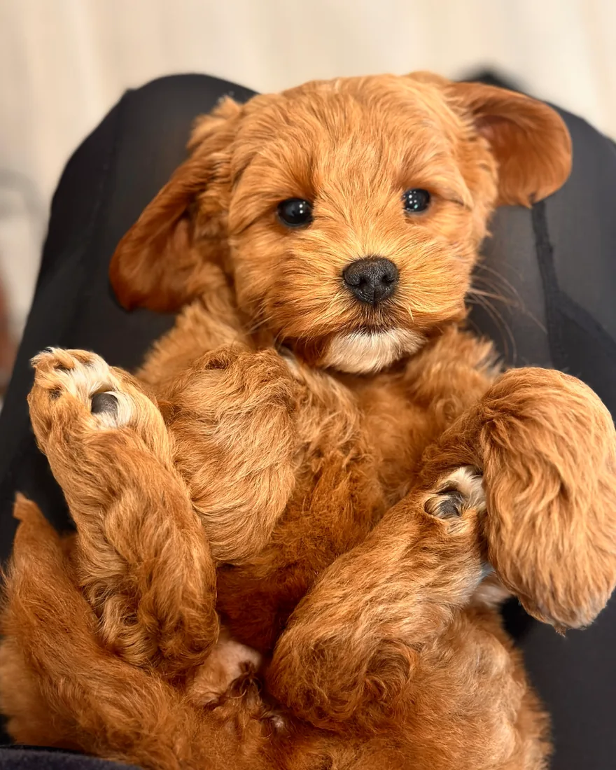 An Australian Labradoodle puppy