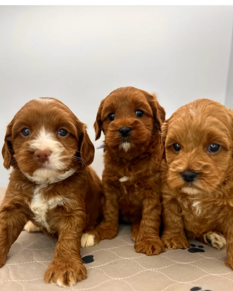 An Australian Labradoodle puppy