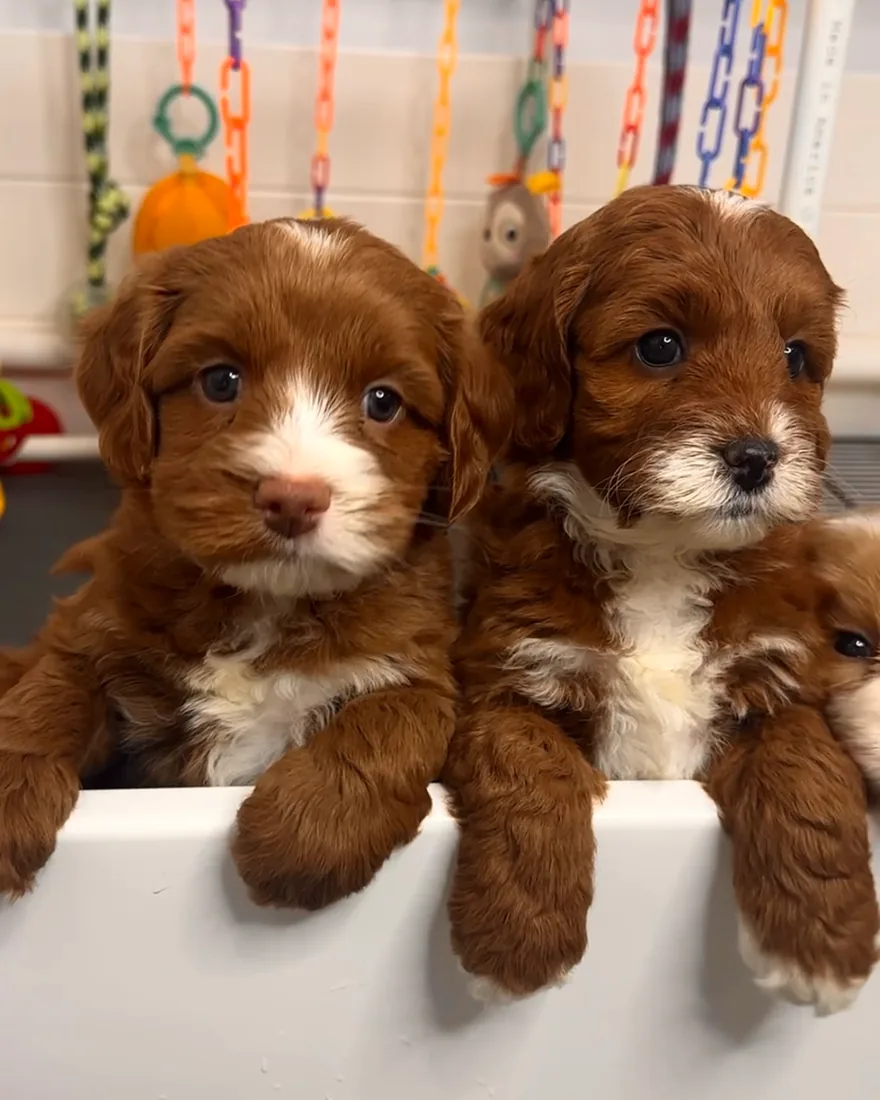 An Australian Labradoodle puppy