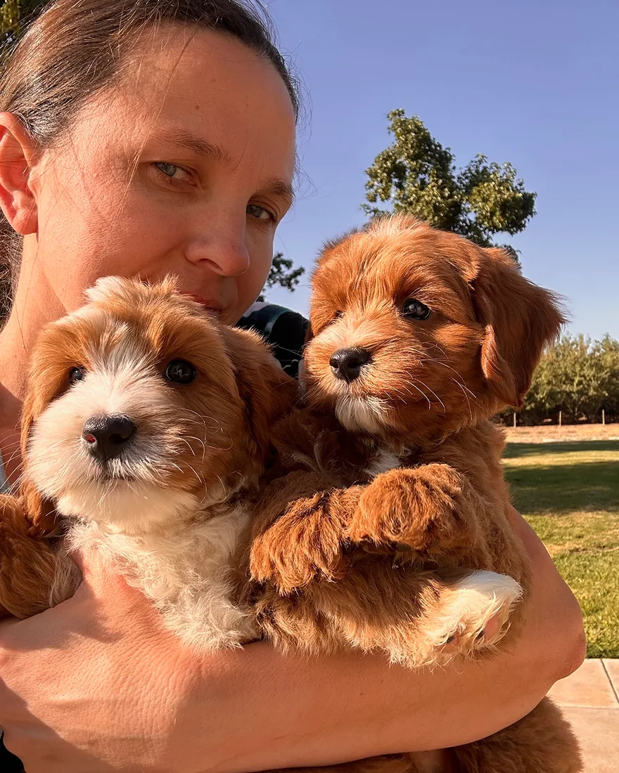An Australian Labradoodle puppy