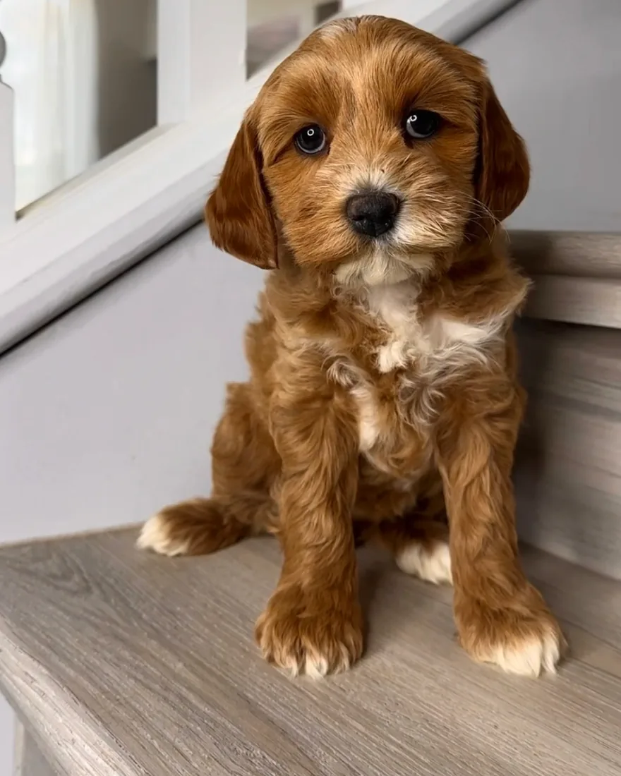 An Australian Labradoodle puppy
