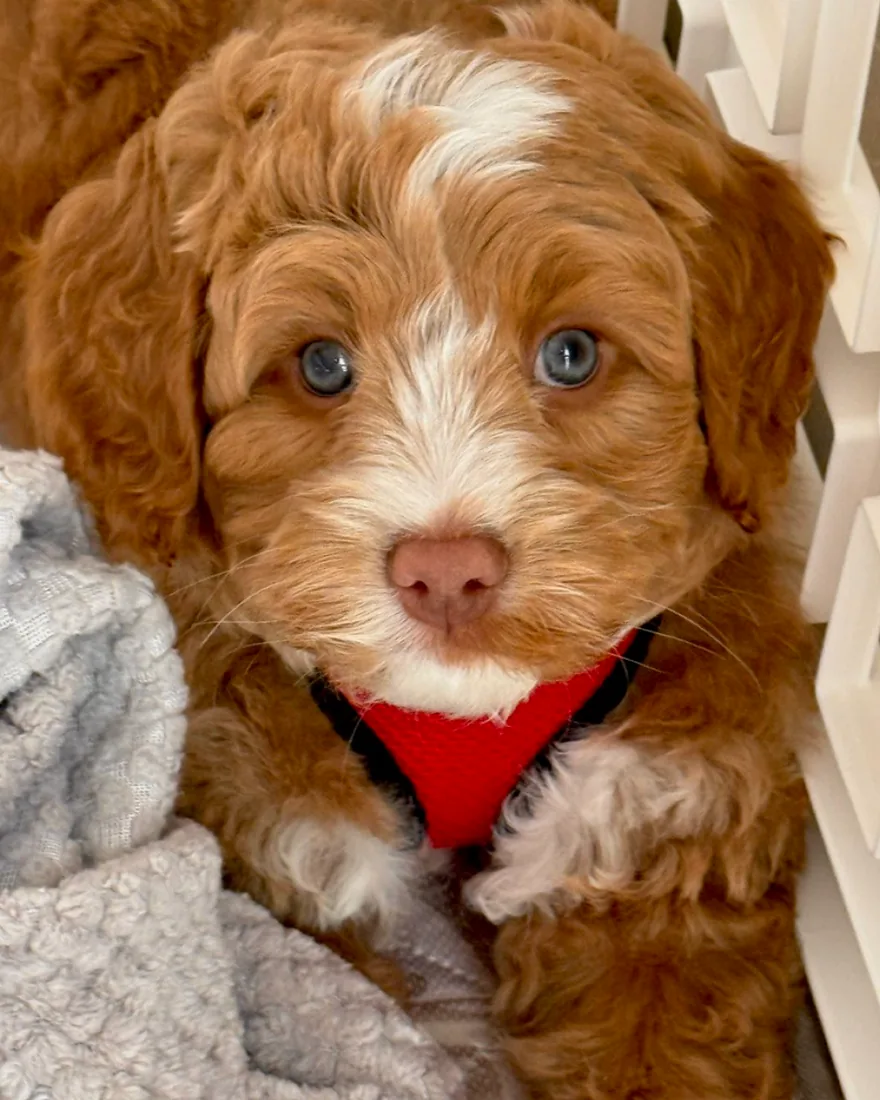 An Australian Labradoodle puppy