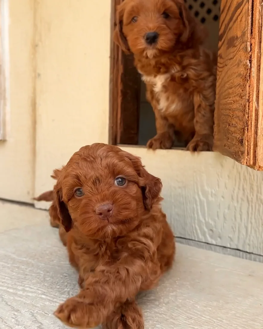 An Australian Labradoodle puppy